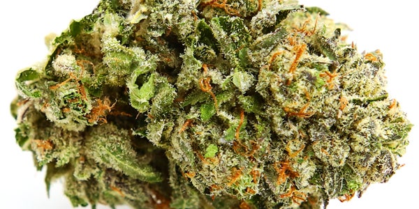 singular bud of zombie kush cannabis strain