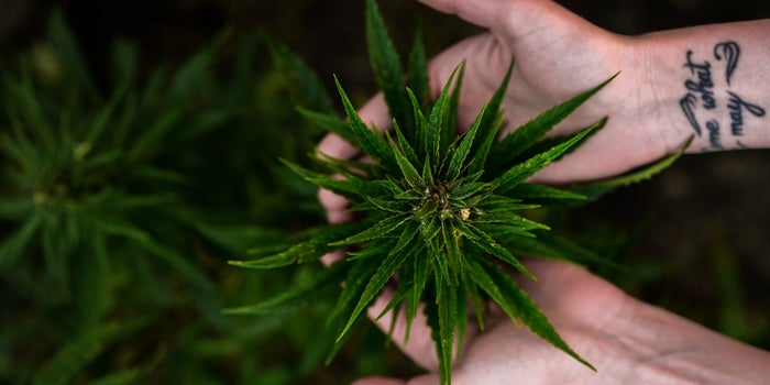 Male hand holding up cannabis plant grown by fimming.