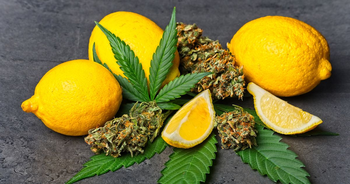Cannabis terpene effects blog featured image. Cannabis buds are placed next to lemons.