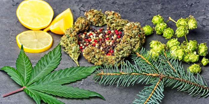 Farnesene terpene blog image. Cannabis buds, sliced lemons, cannabis leaf and pine tree branch sits on a concrete floor.