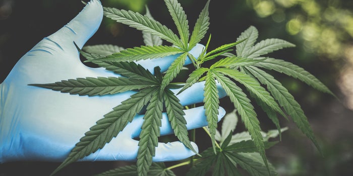 Best Weed Strains 2023: Redefining the Cannabis Landscape flower-strain-landscape-green-hands